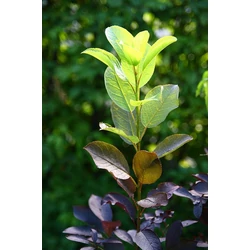 Virginiai zelnicemeggy  PRUNUS VIRGINIANA SHUBERT 180/+ K10