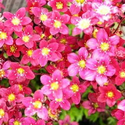 KőtörőfűSAXIFRAGA ARENDSII CS12