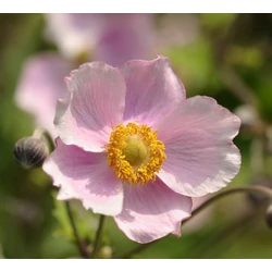 Szellőrózsa ANEMONE HYBRIDA ROYAL CANDY CS15