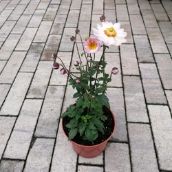 Szellőrózsa ANEMONE HYBRIDA ROYAL CANDY CS15