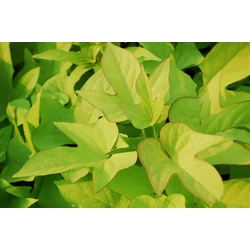 Édesburgonya IPOMOEA BATATA CS10.5