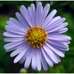Törpe őszirózsa ASTER FAJTÁK CS17