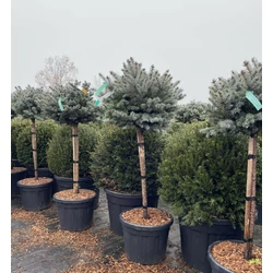 Ezüstfenyő PICEA PUNGENS GLAUCA T1/2 K35