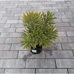 Kutyatej EUPHORBIA AMYGDALOIDES ASCOT RAINBOW CS14 