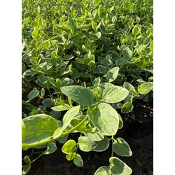 Tarkalevelű meténg VINCA MAJOR VARIEGATA