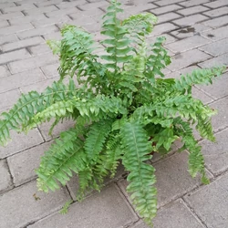 Szobapáfrány NEPHROLEPIS CS12