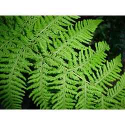  Közönséges édesgyökerű páfrány POLYPODIUM VULGARE CS11