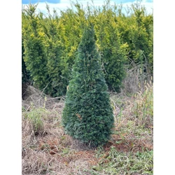 Közönséges tiszafa TAXUS BACCATA KÚPRA NYÍRT KESKENY 80/100*