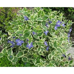 Tarkalevelű meténg VINCA MAJOR VARIEGATA CS9×9