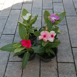 Rózsameténg VINCA ROSEA-CATHARANTHUS ROSEUS CS7-9