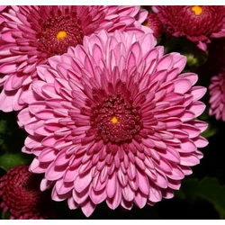 Krizantém CHRYSANTHEMUM CS11