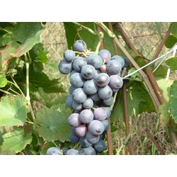 Guzal Kara csemegeszőlő