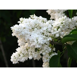 Teltvirágú orgona   SYRINGA VULGARIS MADAME LEMOINE MT K10