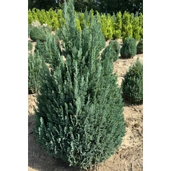 Oregoni álciprus CHAMAECYPARIS LAWSONIANA ELLWOODII 80/100*
