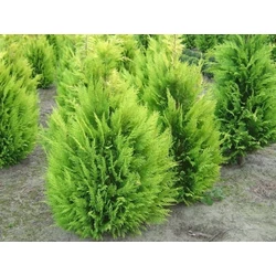 Oregoni sárga hamisciprus CHAMAECYPARIS LAWSONIANA IVONNE NYÍRT 125/150*