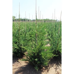 Leyland ciprus CUPRESSOCYPARIS LEYLANDII 150/175*