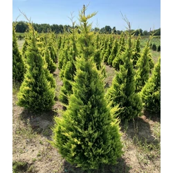 Arany lombú leyland ciprus CUPRESSOCYPARIS LEYLANDII GOLD RIDER NYÍRT 125/150*