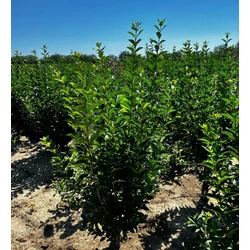 Széleslevelű fagyal LIGUSTRUM OVALIFOLIUM 80/100*