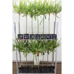 Tarkalevelű japán fűz SALIX INTEGRA HAKURO-NISHIKI T60 K2,5