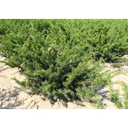 Terülő tiszafa TAXUS BACCATA REPANDENS 80/100*