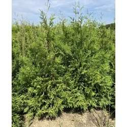 Brabant tuja THUJA OCCIDENTALIS BRABANT 150/175*