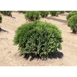Gömbtuja THUJA OCCIDENTALIS DANICA 20/30*