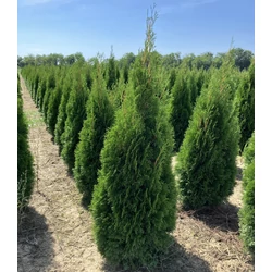 Smaragd tuja THUJA OCCIDENTALIS SMARAGD 100/125 NYÍRT*