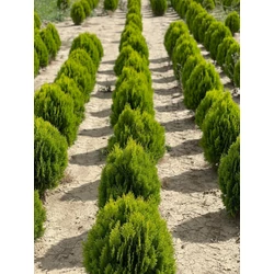 Aranylombú keleti tuja THUJA ORIENTALIS AUREA NANA 60/80*