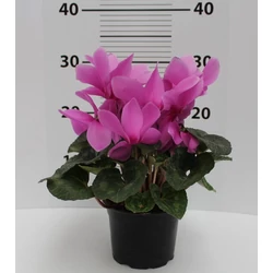 CiklámenCYCLAMEN SUPER MAMMOTH CS17