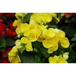 Begónia BEGONIA MIX CS10,5