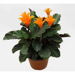 Sáfrányos zebralevél CALATHEA FAJTÁK CS14