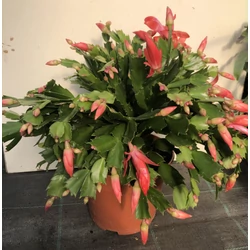 Karácsonyi kaktusz SCHLUMBERGERA 