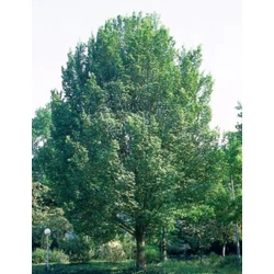 Oszlopos szil   ULMUS LOBEL 10/12 K50