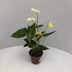 Flamingóvirág ANTHURIUM ANDRAEANUM WHITE CS14