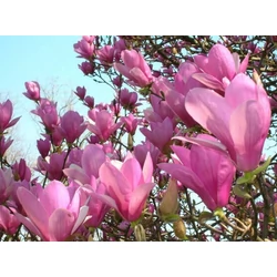 Nagyvirágú liliomfa - MAGNOLIA SOULANGEANA 80/100*