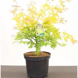 Japán juhar ACER PALMATUM ORANGE DREAM 50/60 K3