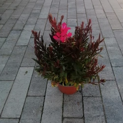 Évelő díszgyertya GAURA LINDHEIMERI CS13    