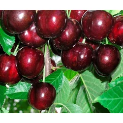 Rita cseresznye PRUNUS AVIUM RITA K10-12