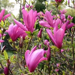 Liliomfa MAGNOLIA SUSAN 60/80*