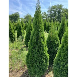 Smaragd tuja THUJA OCCIDENTALIS SMARAGD 150/175 2×I NYÍRT *