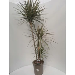 Tarka dracéna DRACAENA MARGINATA 3 TÖRZSES 74-45-15 CS24