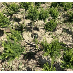 Közönséges tiszafa TAXUS MEDIA FARMEN BONSAI 80/100*