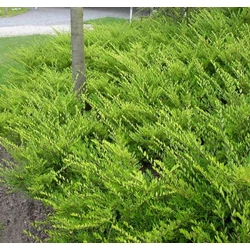 Fényes levelű   LONICERA NITIDA MAIGRÜN K10
