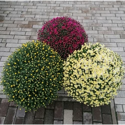 Krizantém CHRYSANTHEMUM CS22-23