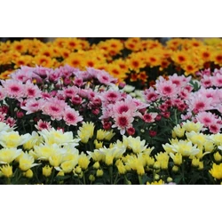 Krizantém CHRYSANTHEMUM CS30