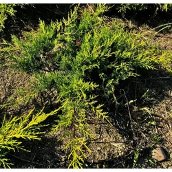 Arany terülő boróka JUNIPERUS MEDIA OLD GOLD 40/60*