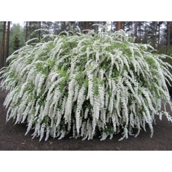 Hamvas gyöngyvessző SPIRAEA CINEREA GREFSHEIM K2