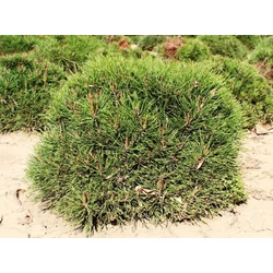 Törpefenyő PINUS MUGO PUMILIO 40/50*