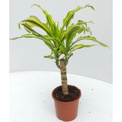 Sárkányfa DRACAENA 