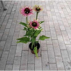 Bíbor kasvirág PURPUREA GREEN TWISTER CS15 